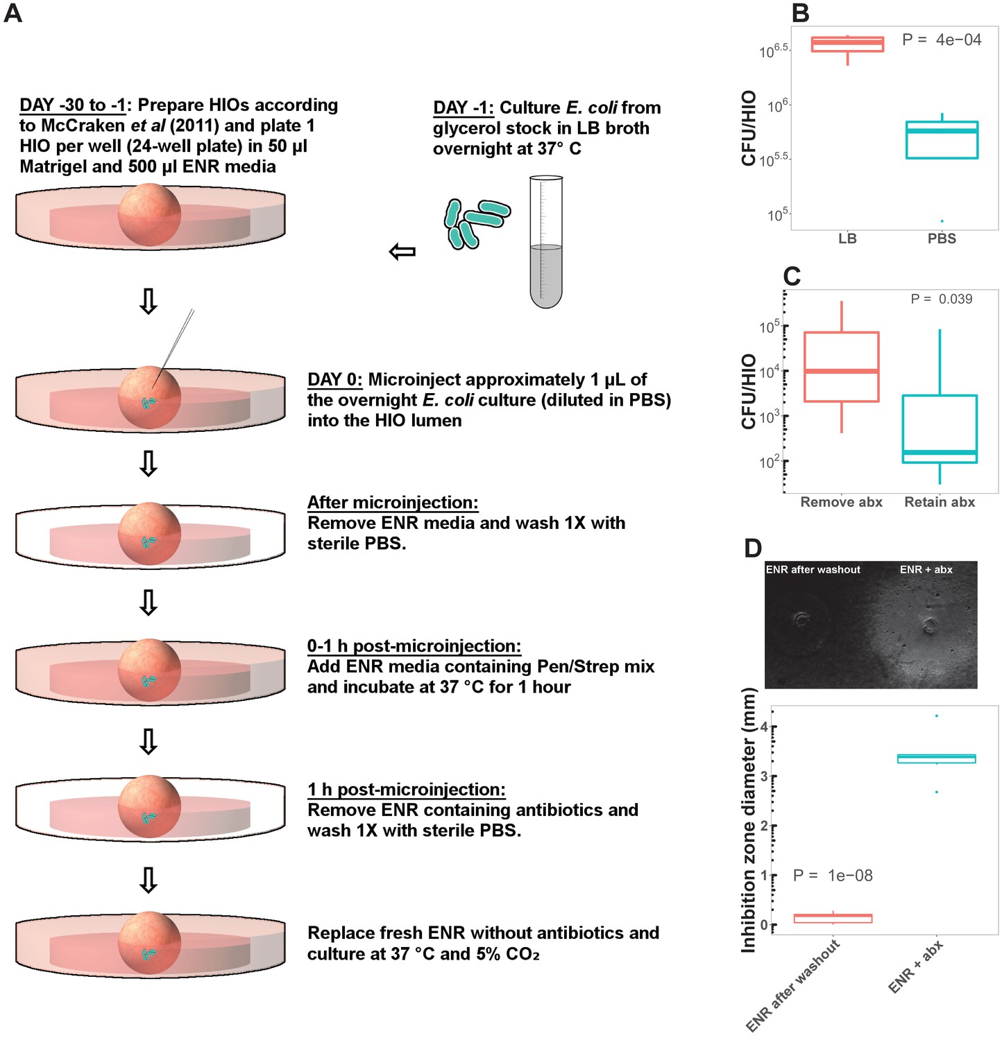 Bacterial Colonization Stimulates A Complex Physiological Response In The Immature Human Intestinal Epithelium Elife