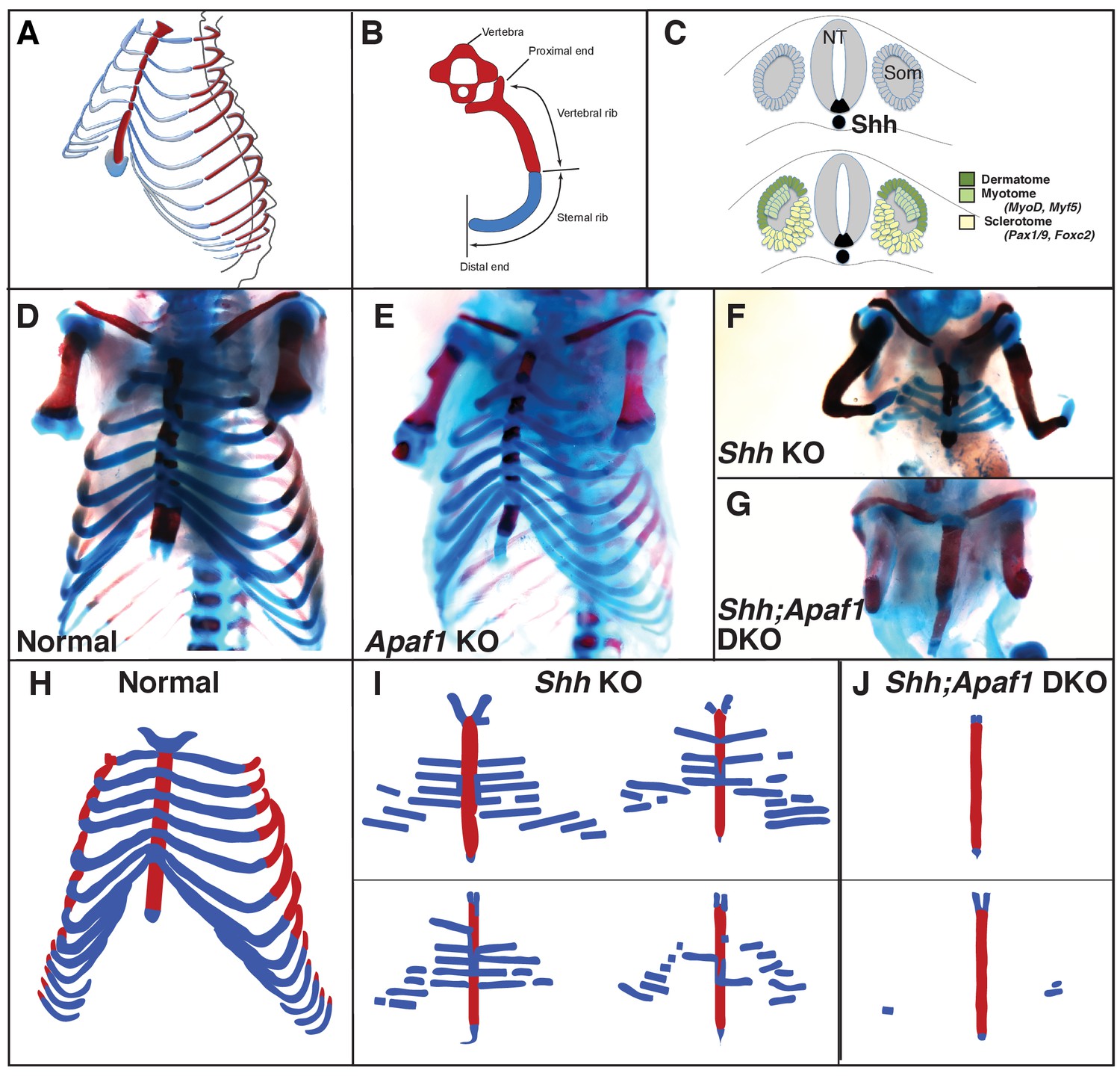 A minimally sufficient model for rib proximal-distal patterning based