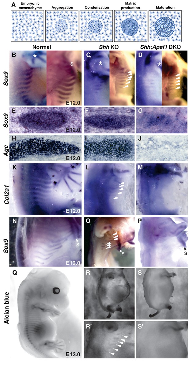 A Minimally Sufficient Model For Rib Proximal-distal Patterning Based 