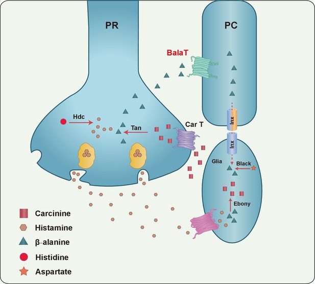 The β-alanine transporter BalaT is required for visual ...