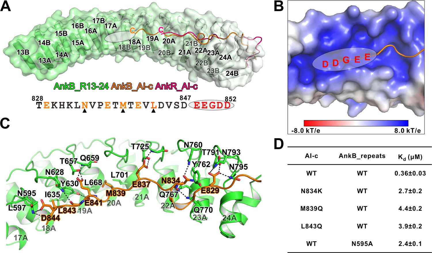 Autoinhibition Of Ankyrin-B/G Membrane Target Bindings By Intrinsically ...