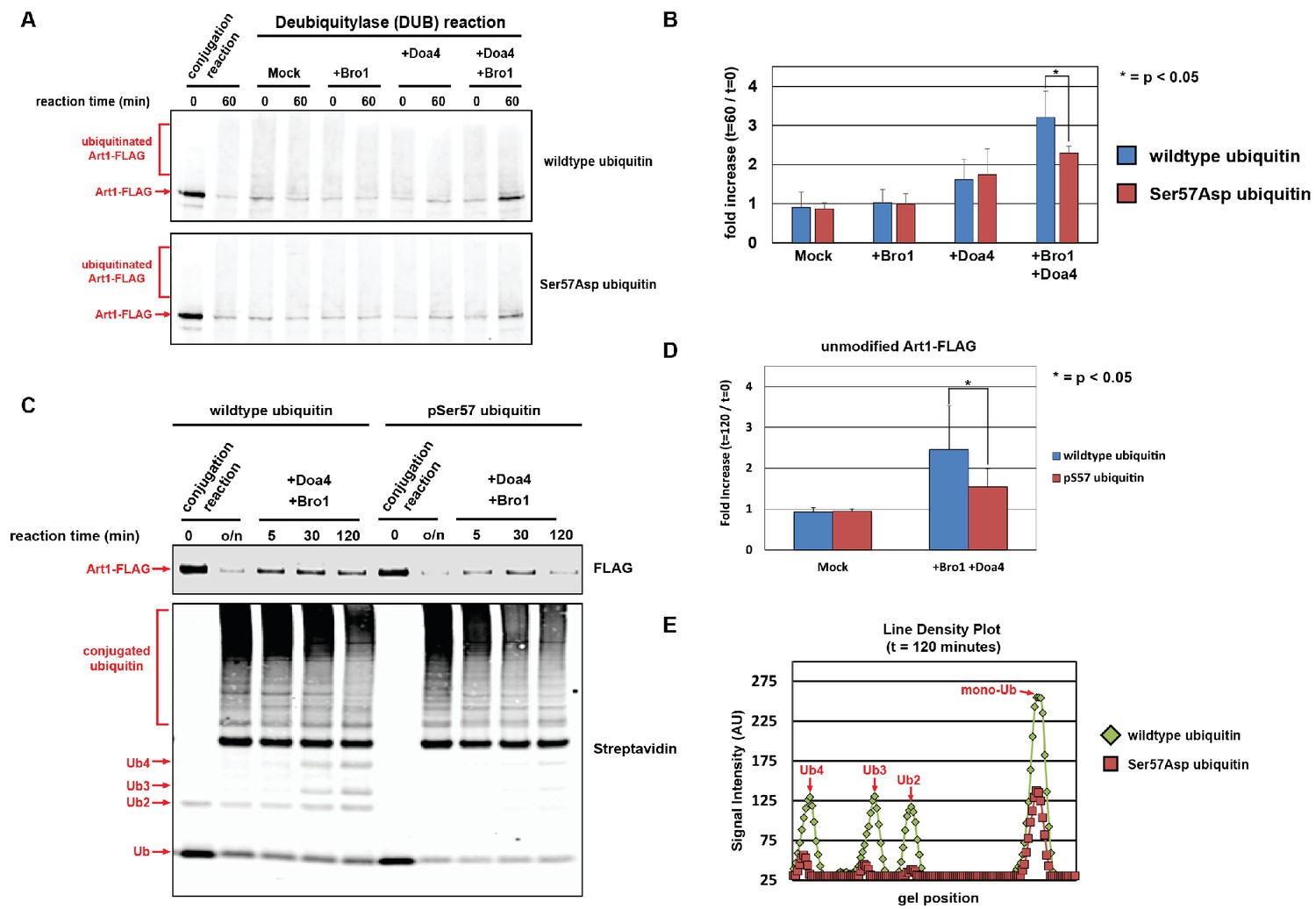 Ubiquitin Turnover And Endocytic Trafficking In Yeast Are Regulated By 