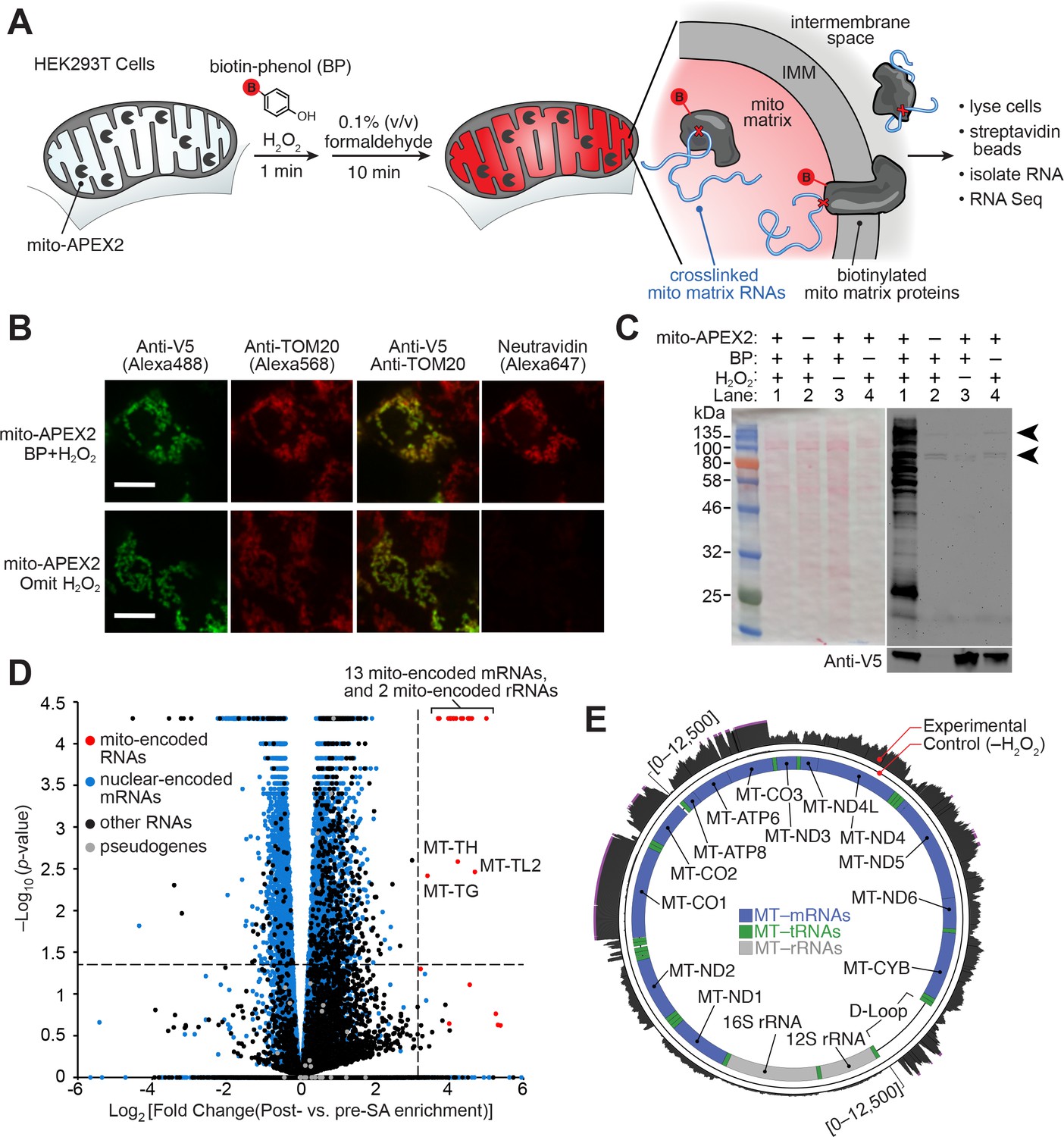 Live Cell Mapping Of Organelle Associated Rnas Via Proximity Biotinylation Combined With Protein Rna Crosslinking Elife