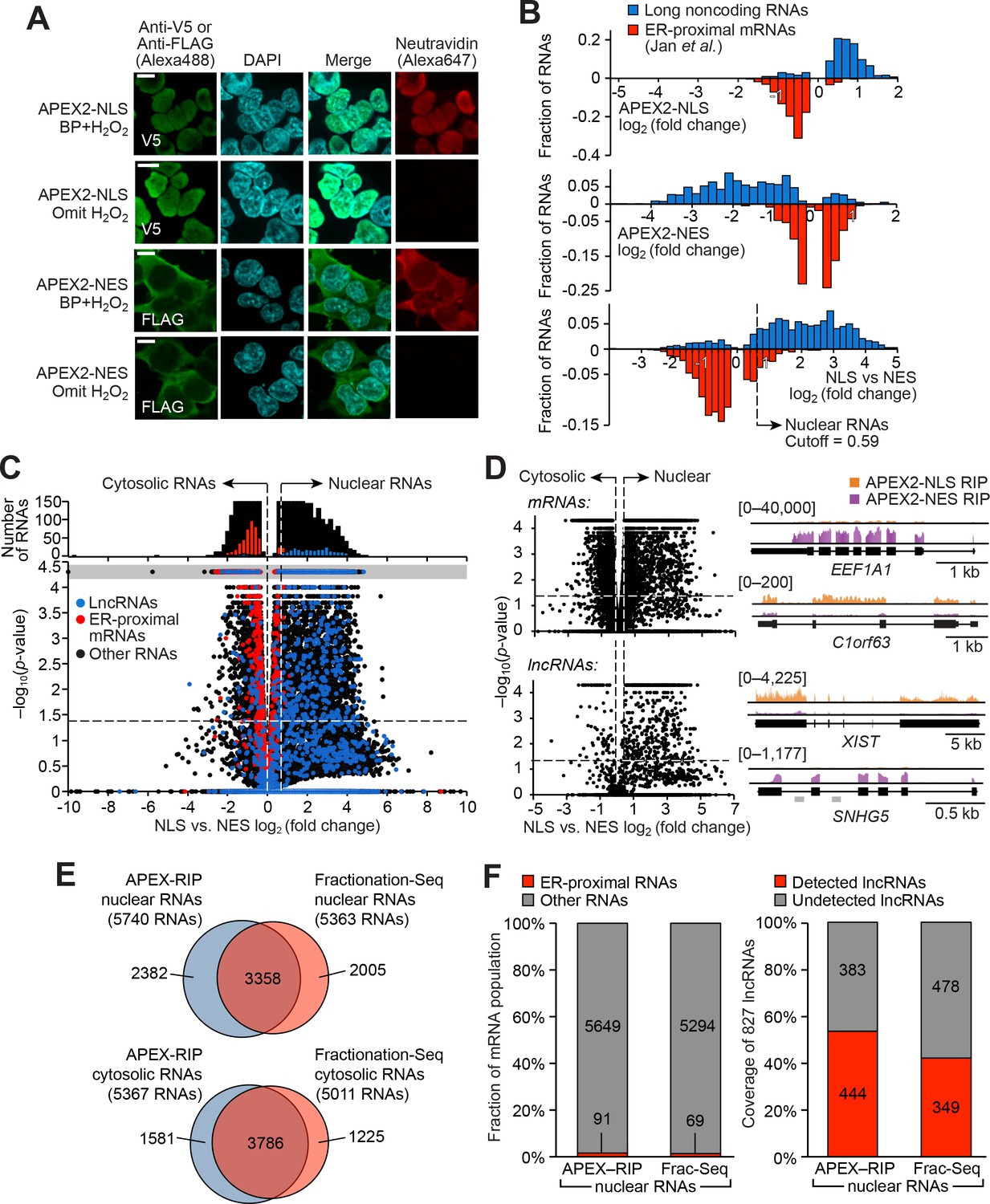 Live Cell Mapping Of Organelle Associated Rnas Via Proximity Biotinylation Combined With Protein Rna Crosslinking Elife