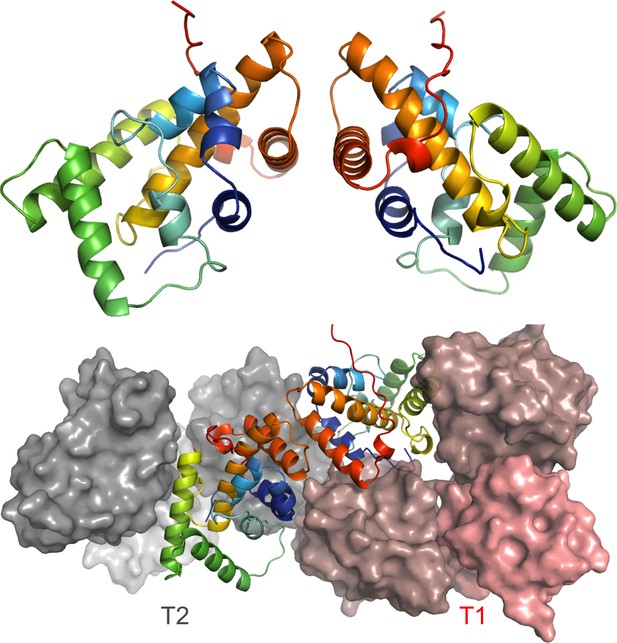 Figures and data in Rift Valley fever phlebovirus NSs protein core ...