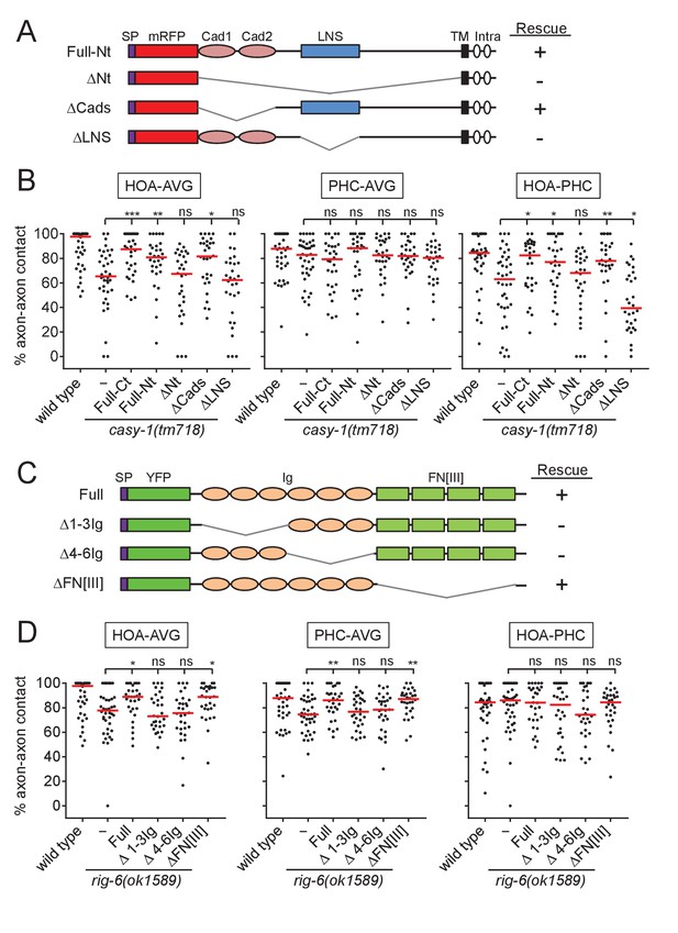 Multiple Conserved Cell Adhesion Protein Interactions Mediate Neural