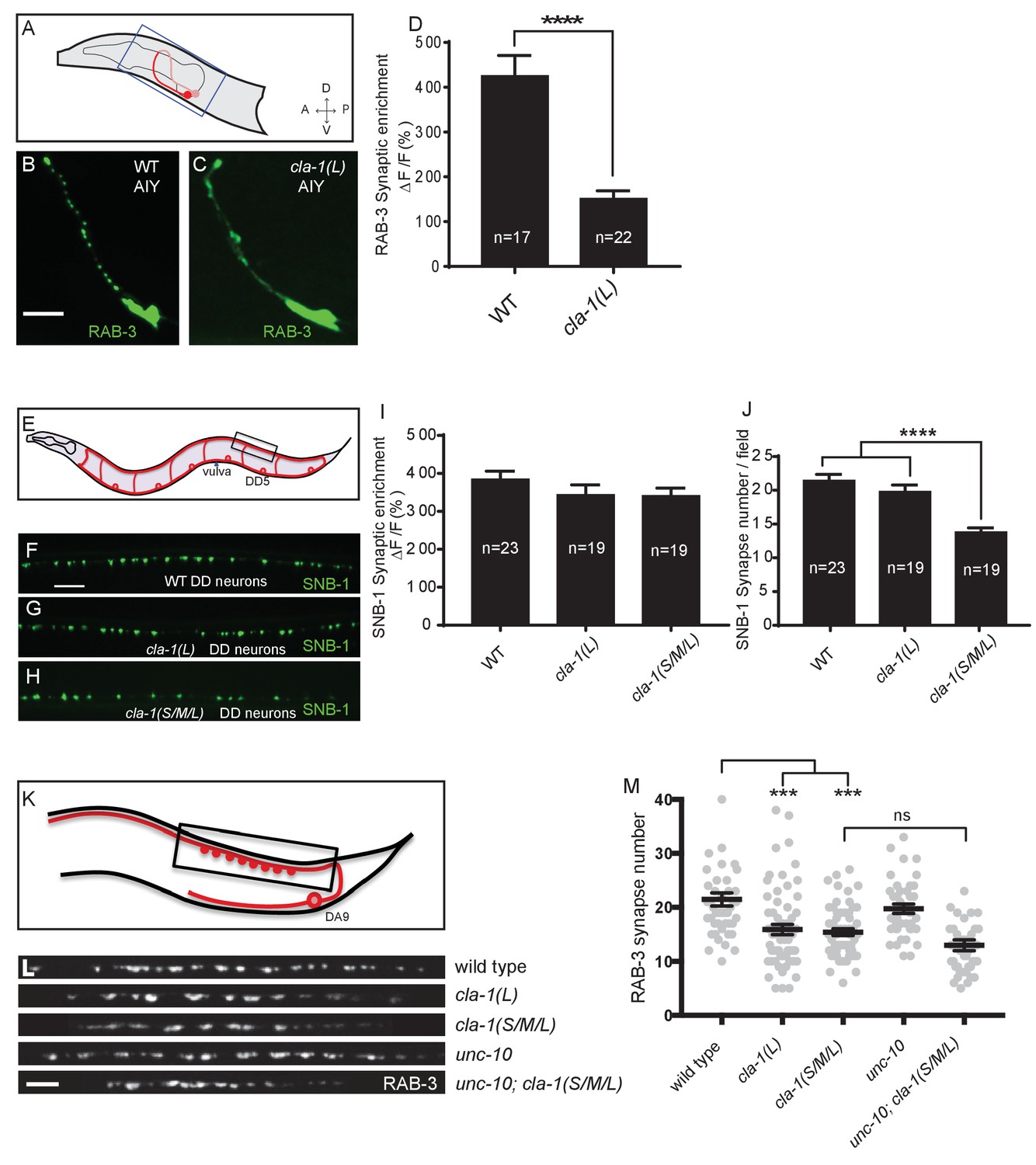 Clarinet (CLA-1), a novel active zone protein required for