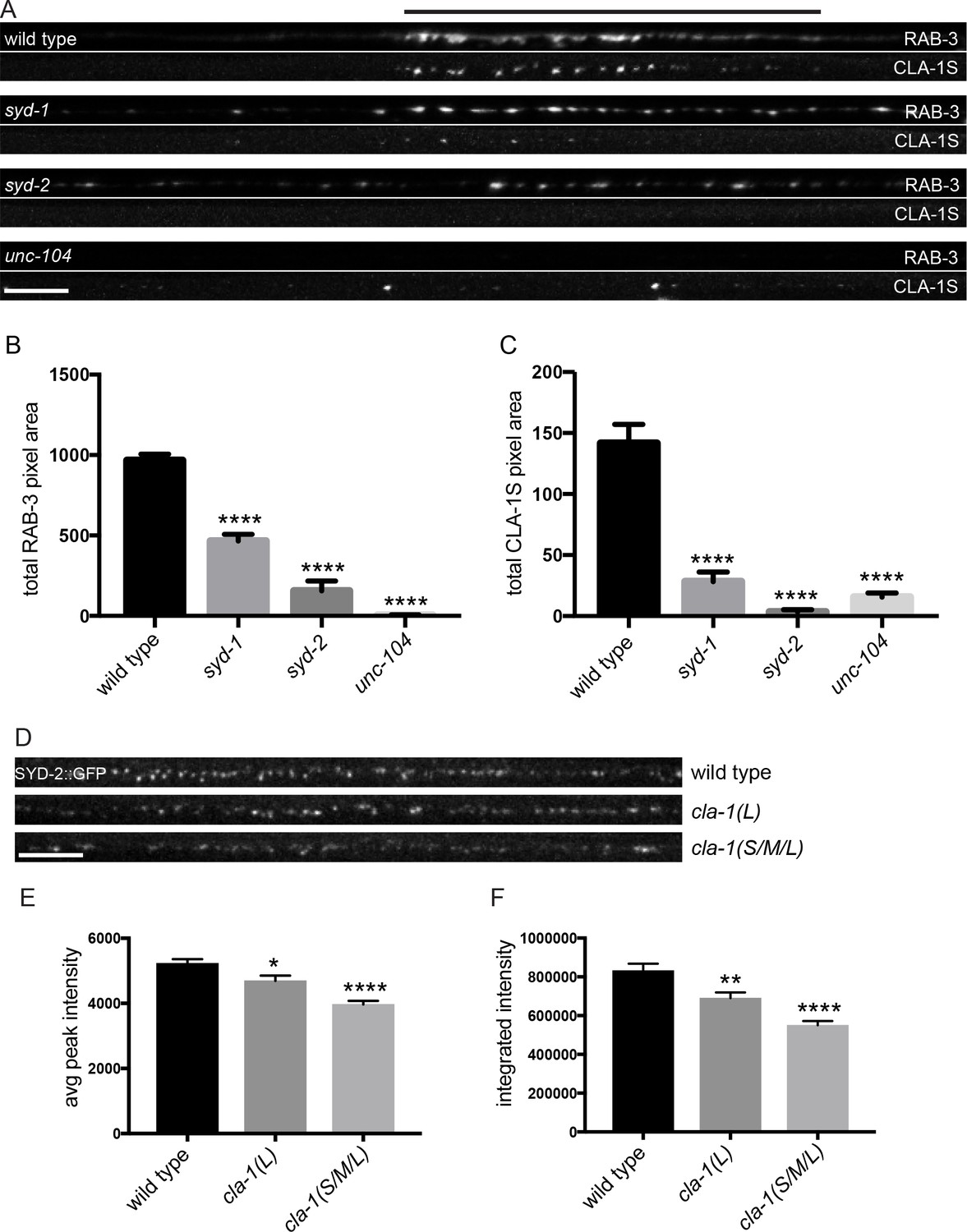 Clarinet (CLA-1), a novel active zone protein required for