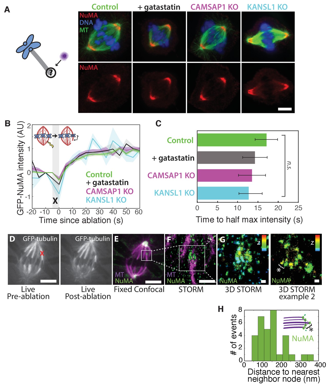 Numa Recruits Dynein Activity To Microtubule Minus Ends At Mitosis Elife