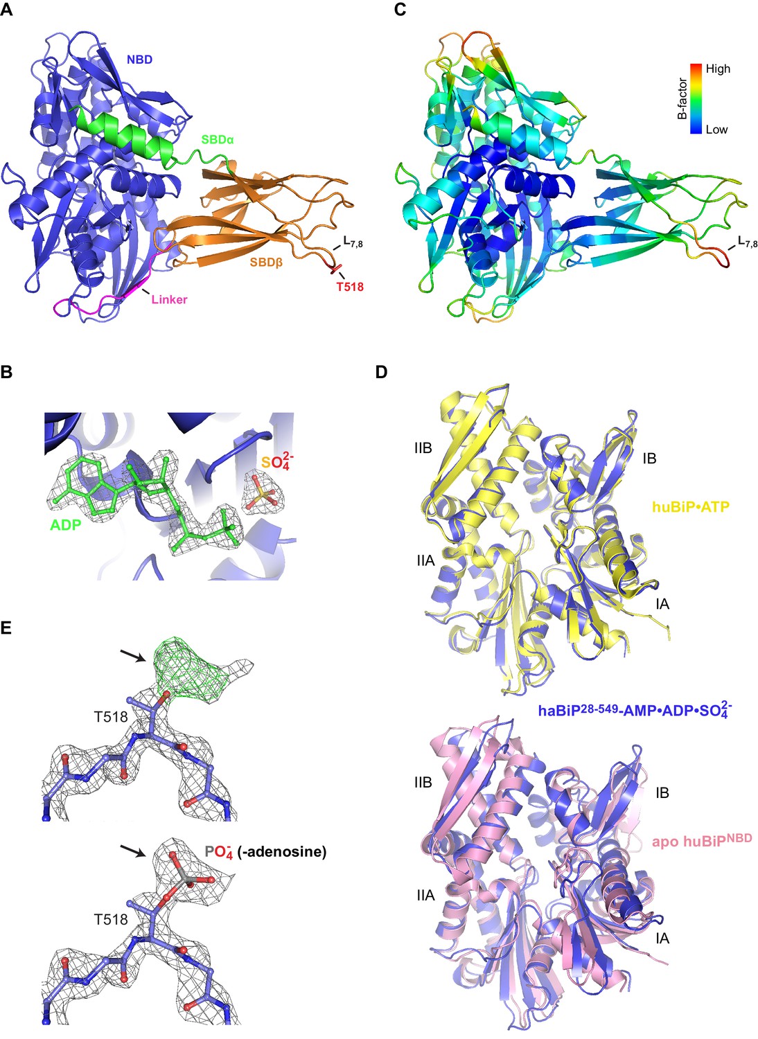 Figures and data in AMPylation targets the rate-limiting step of BiP’s ...