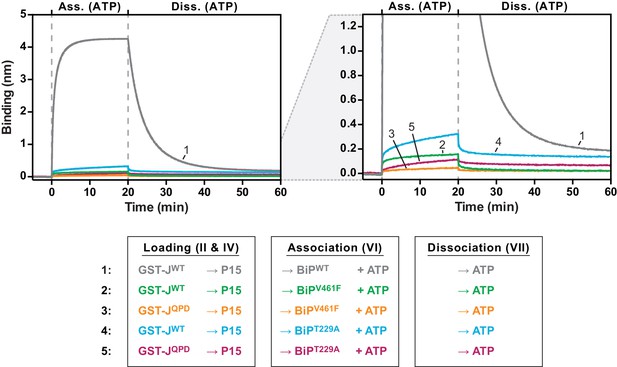 Figures and data in AMPylation targets the rate-limiting step of BiP’s ...