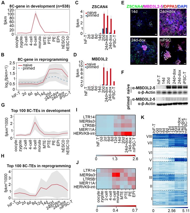 Unique Molecular Events During Reprogramming Of Human Somatic Cells To ...