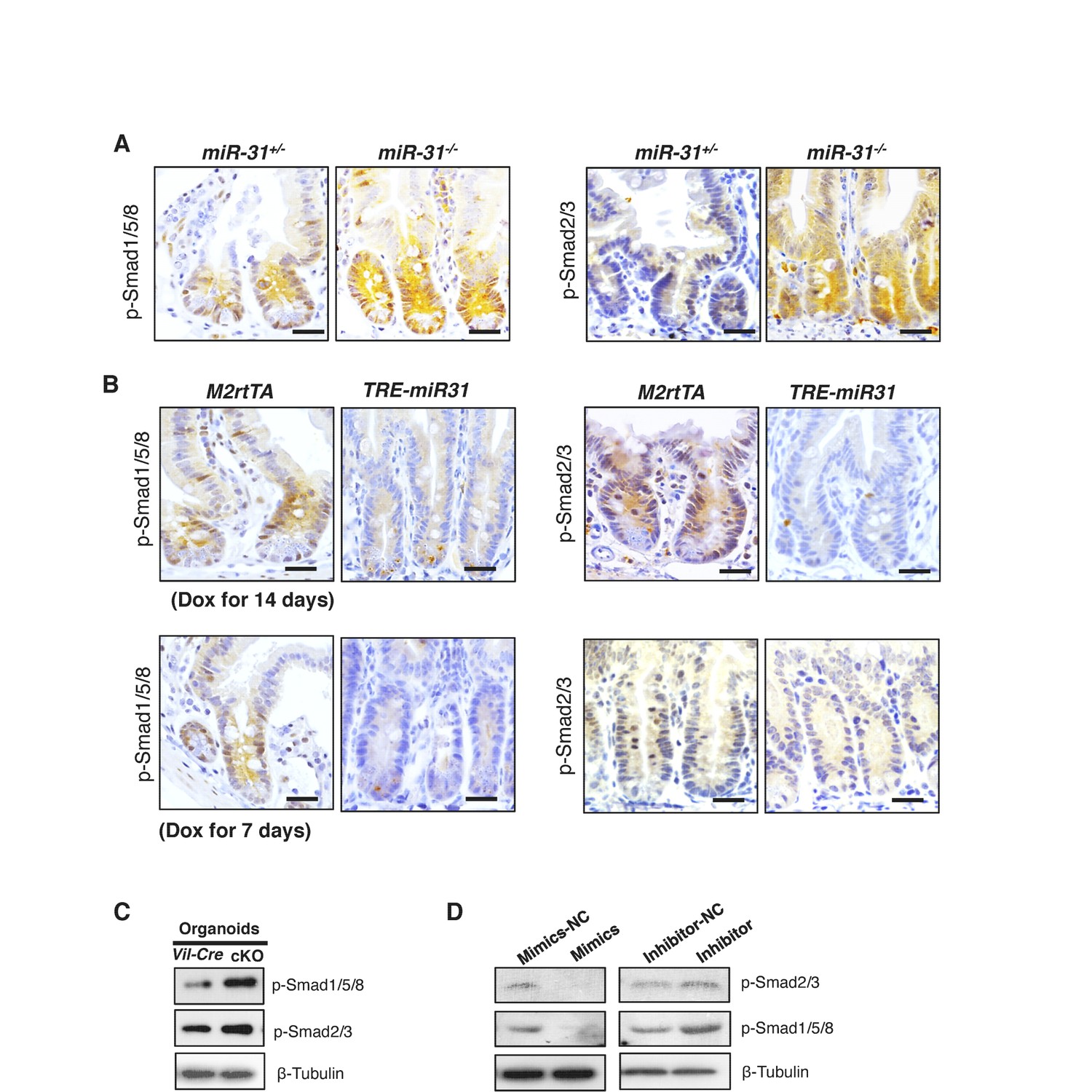 Figures And Data In Stress Responsive Mir Is A Major Modulator Of