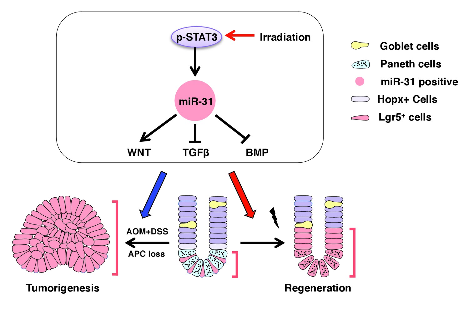 Stress Responsive MiR 31 Is A Major Modulator Of Mouse Intestinal Stem