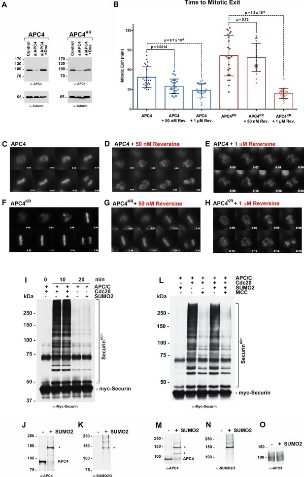 Sumoylation Promotes Optimal APC C Activation And Timely Anaphase ELife