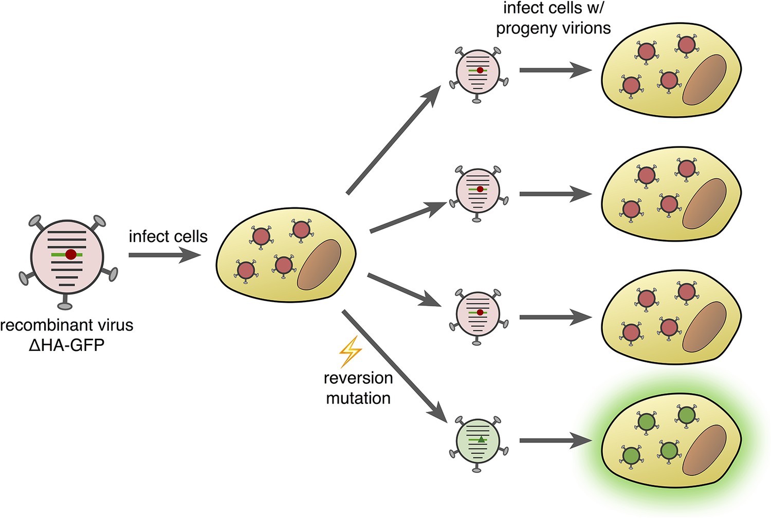 virus-evolution-a-new-twist-in-measuring-mutation-rates-elife