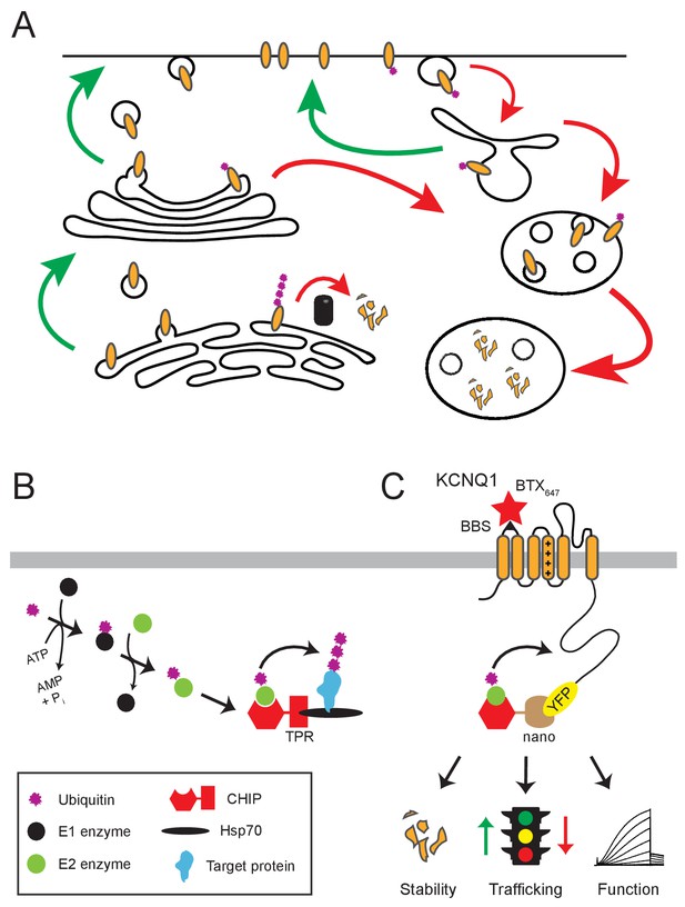 Sculpting ion channel functional expression with engineered ubiquitin ... Biology Diagrams