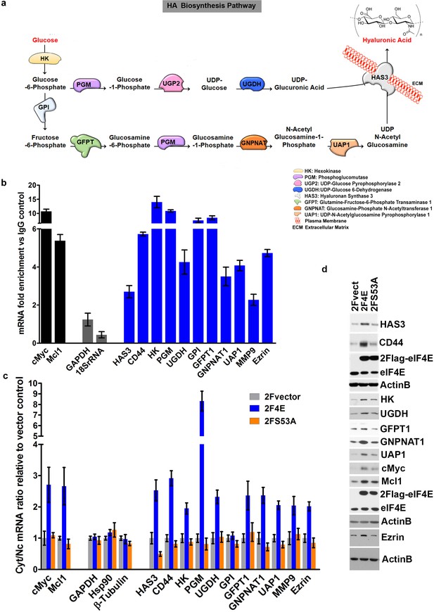 The Eukaryotic Translation Initiation Factor Eif4e Harnesses Hyaluronan 