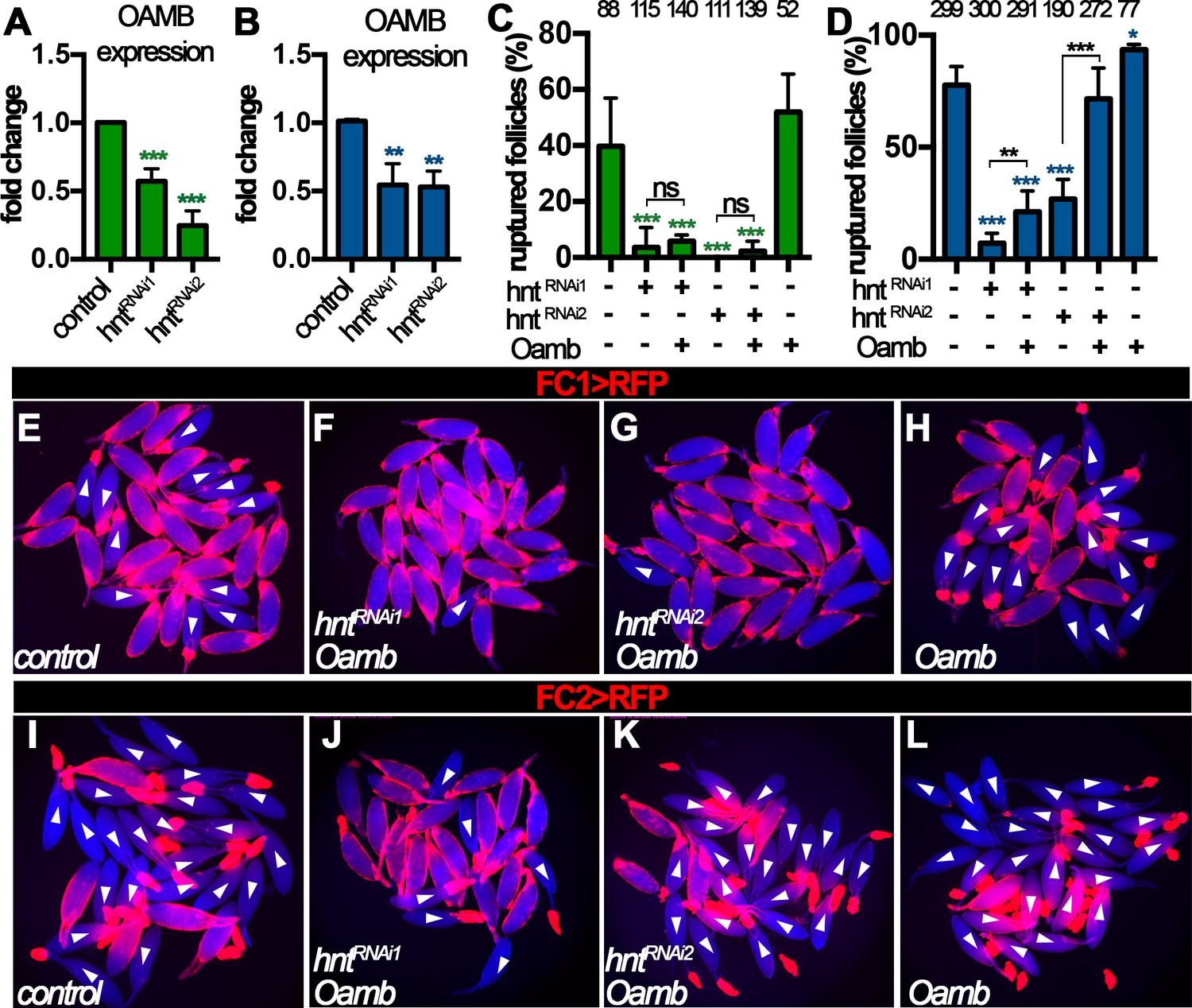 The zinc-finger transcription factor Hindsight regulates The zinc-finger transcription factor Hindsight regulates
