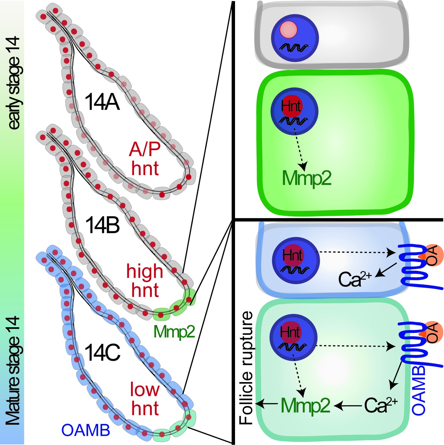 The zinc-finger transcription factor Hindsight regulates The zinc-finger transcription factor Hindsight regulates