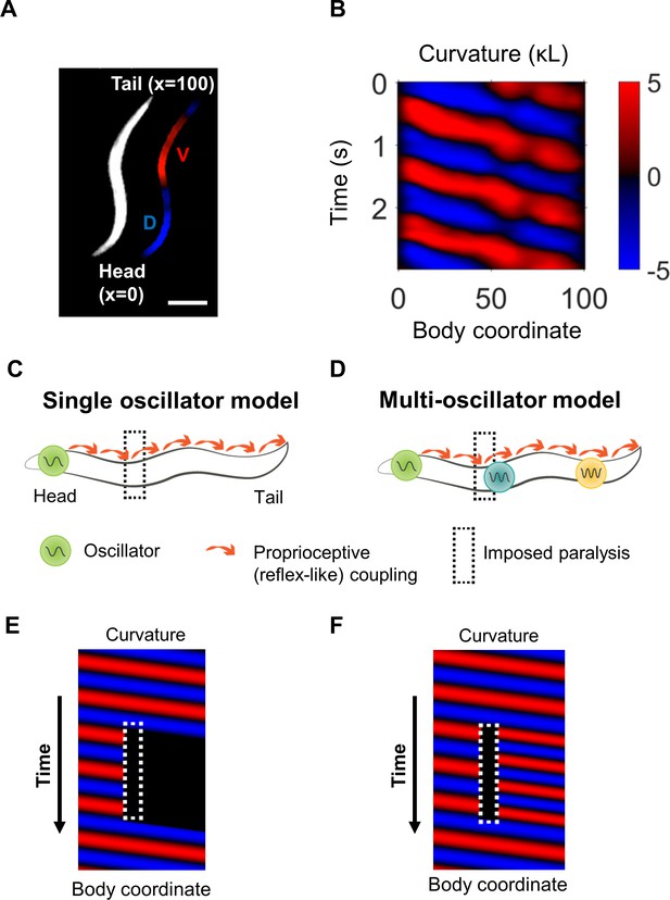 Distributed rhythm generators underlie Caenorhabditis elegans forward ...