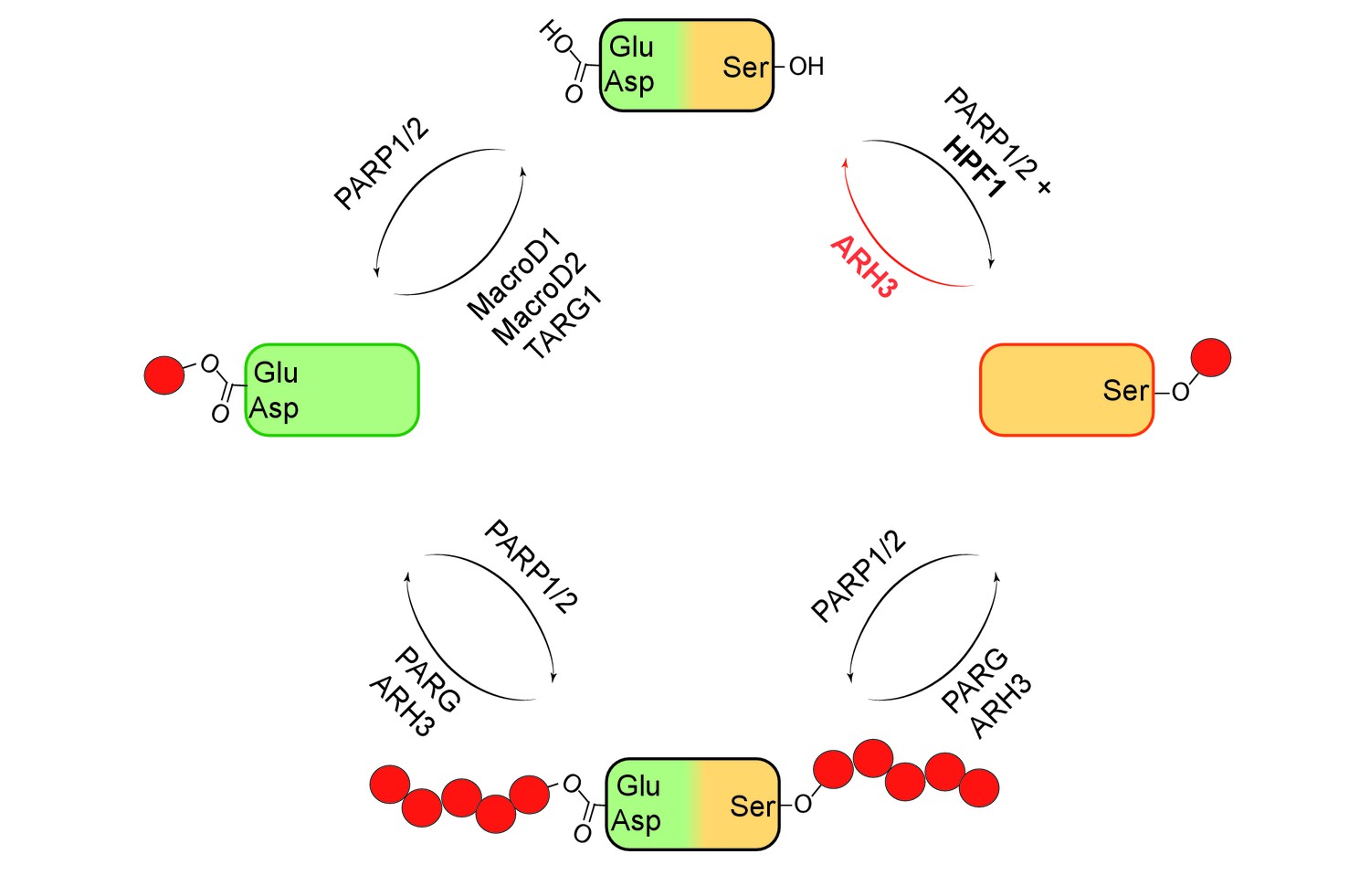 Post Translational Modifications Reversing Adp Ribosylation Elife