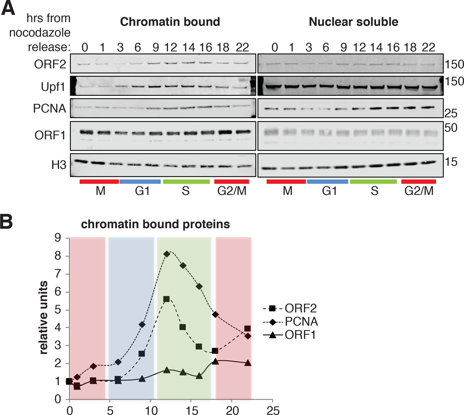 HN1 overexpression after Nocodazole Block (post-G2) using transient