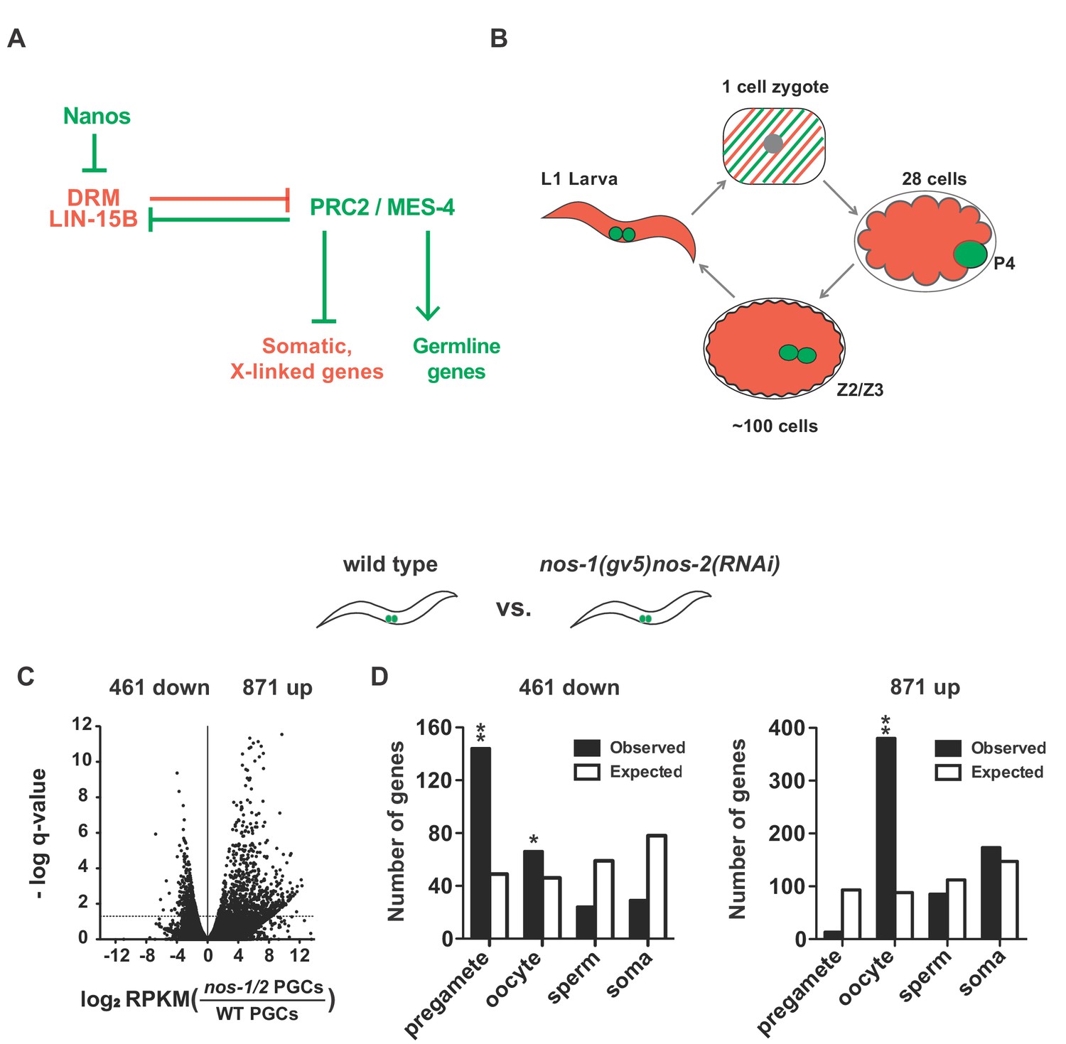 Nanos promotes epigenetic reprograming of the germline by down ...