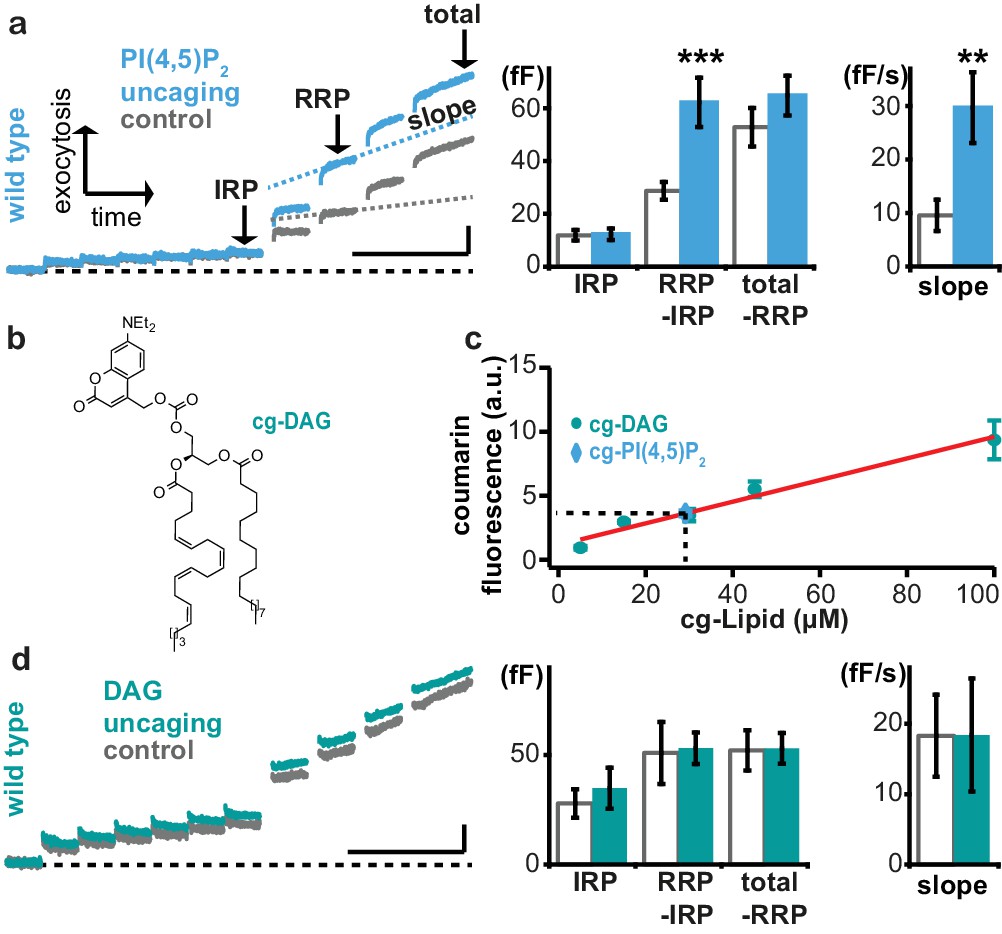 Phosphatidylinositol 4,5-bisphosphate optical uncaging