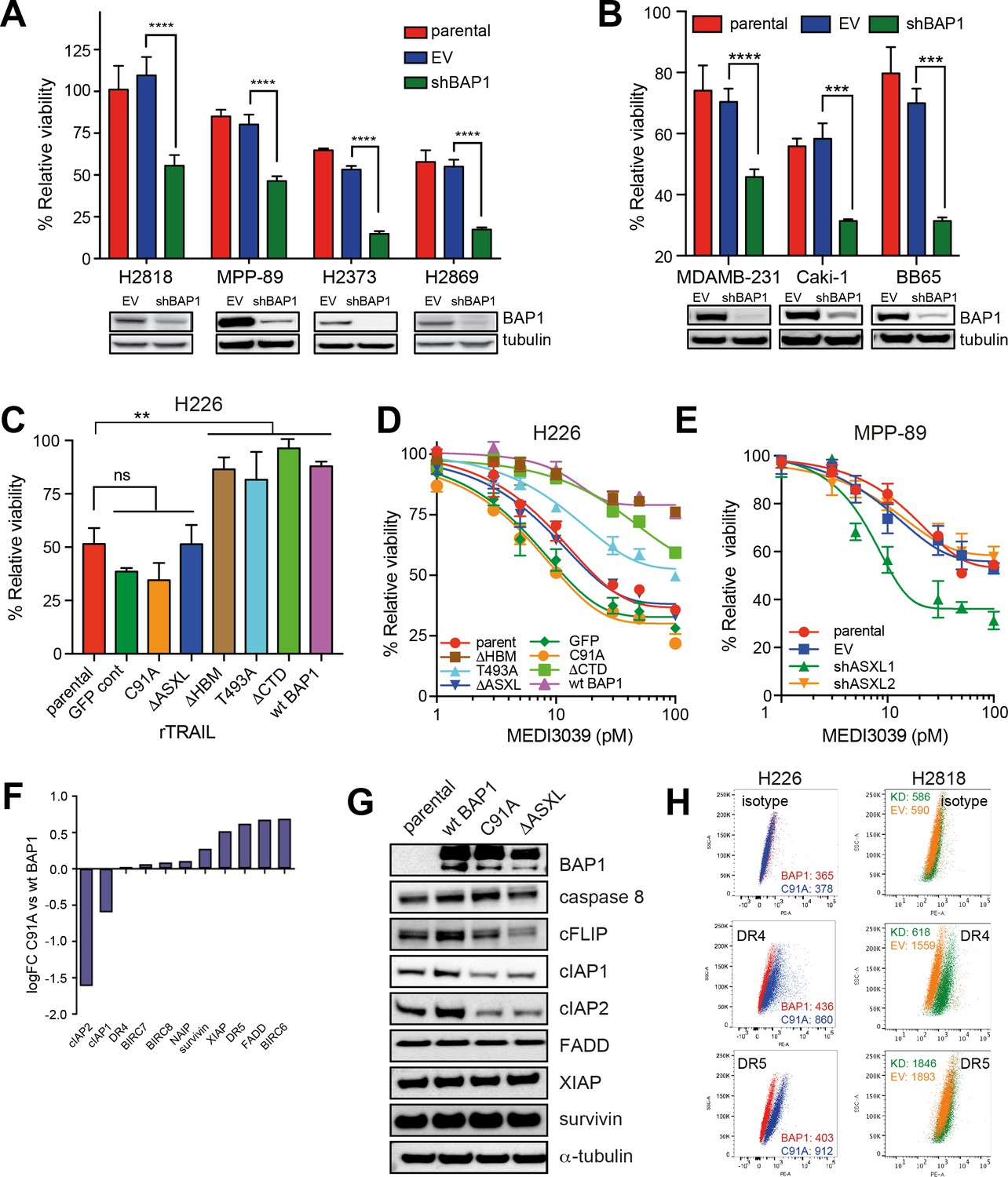 Figures and data in Loss of functional BAP1 augments sensitivity