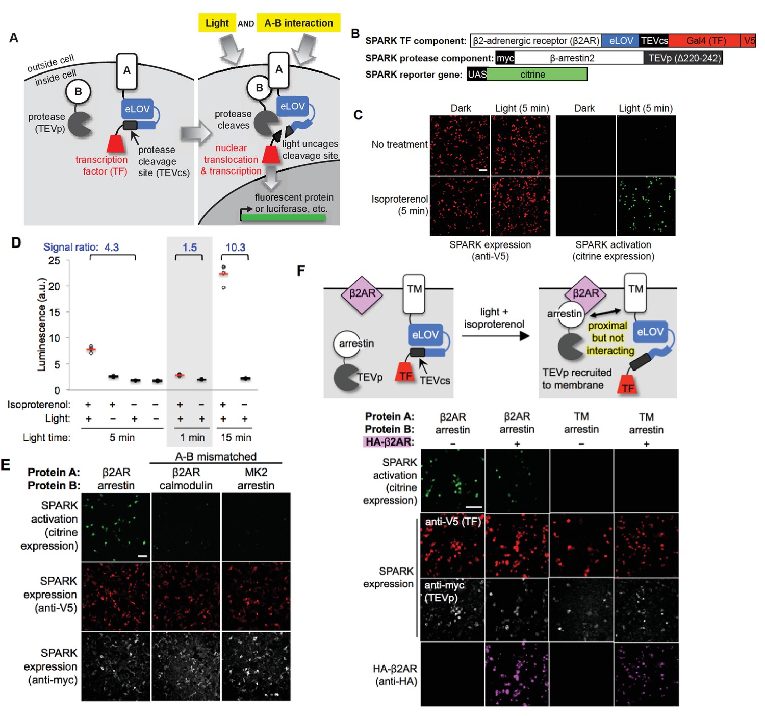 Time gated detection of protein protein interactions with