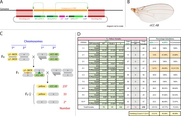 CRISPR\/Cas9 and active genetics-based trans-species replacement of the endogenous Drosophila kni ...