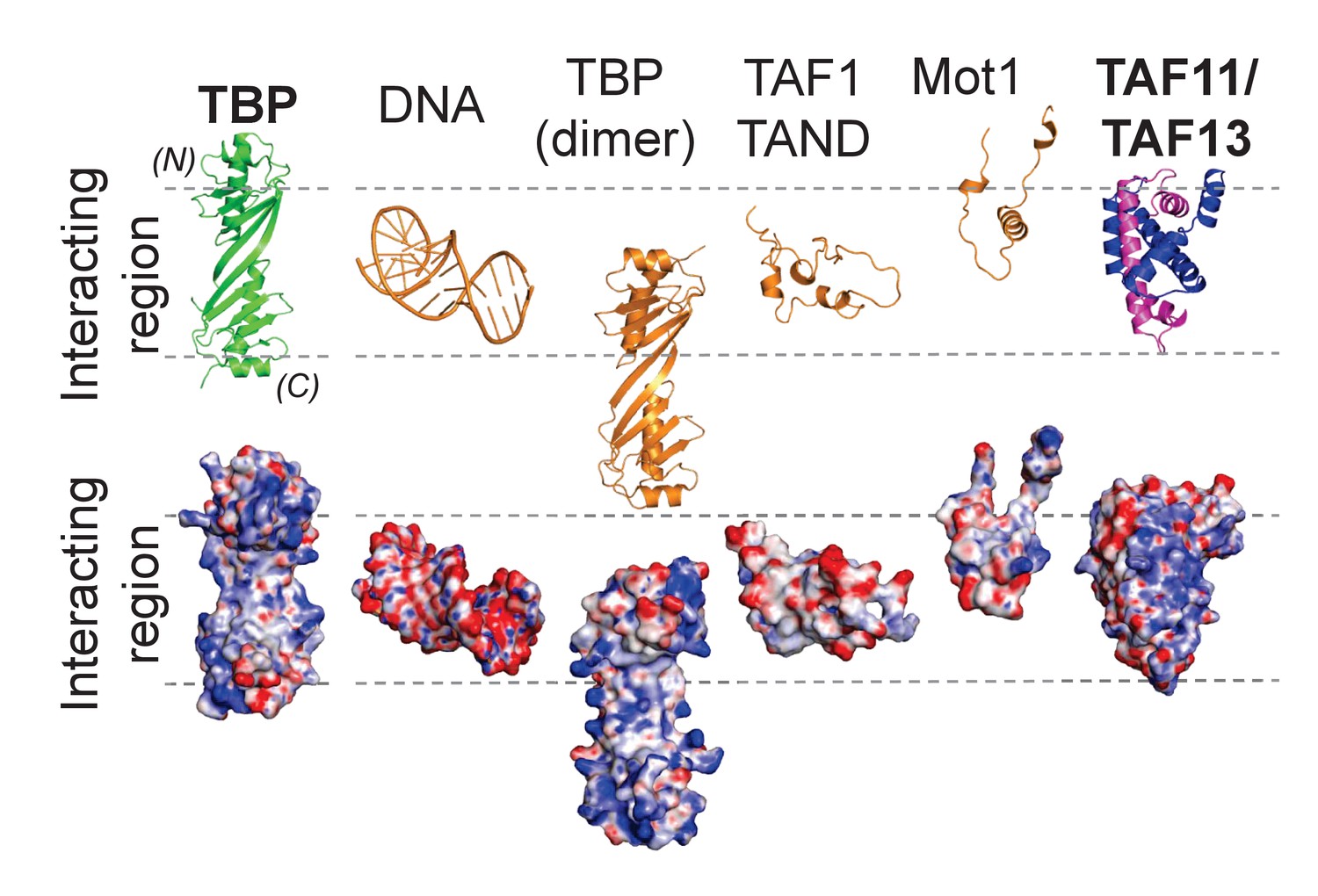 Figures and data in Architecture of TAF11/TAF13/TBP complex suggests ...