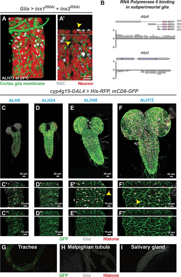 Figures And Data In Systemic And Local Cues Drive Neural Stem Cell ...