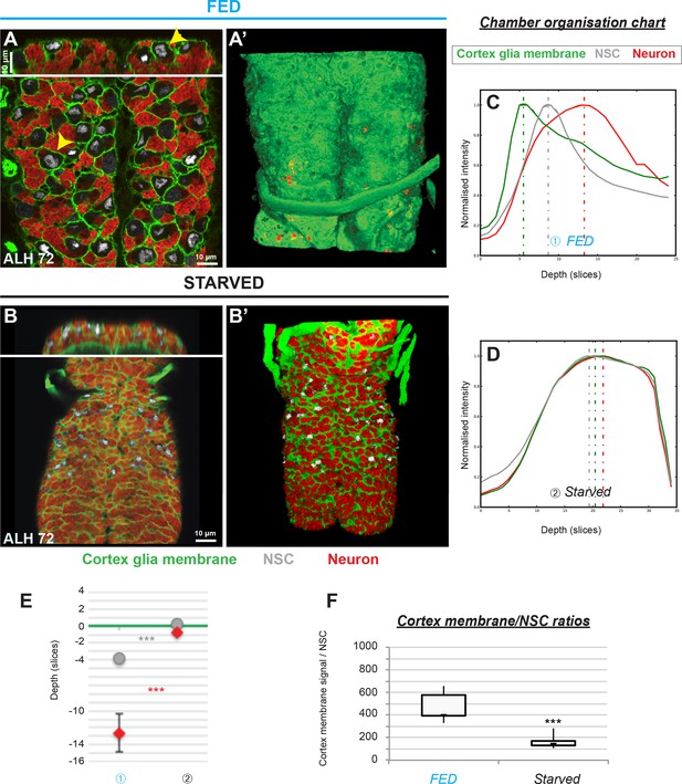 Systemic And Local Cues Drive Neural Stem Cell Niche Remodelling During ...