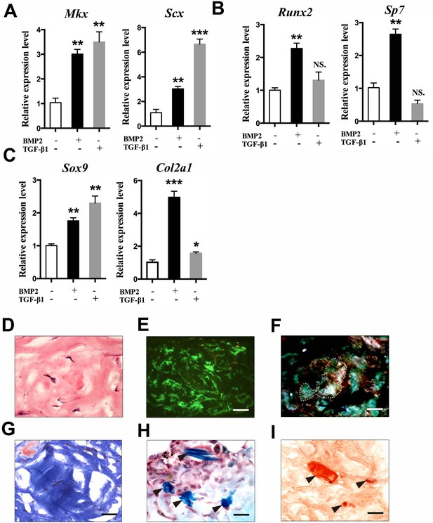 Figures and data in Osteocalcin expressing cells from tendon sheaths in ...
