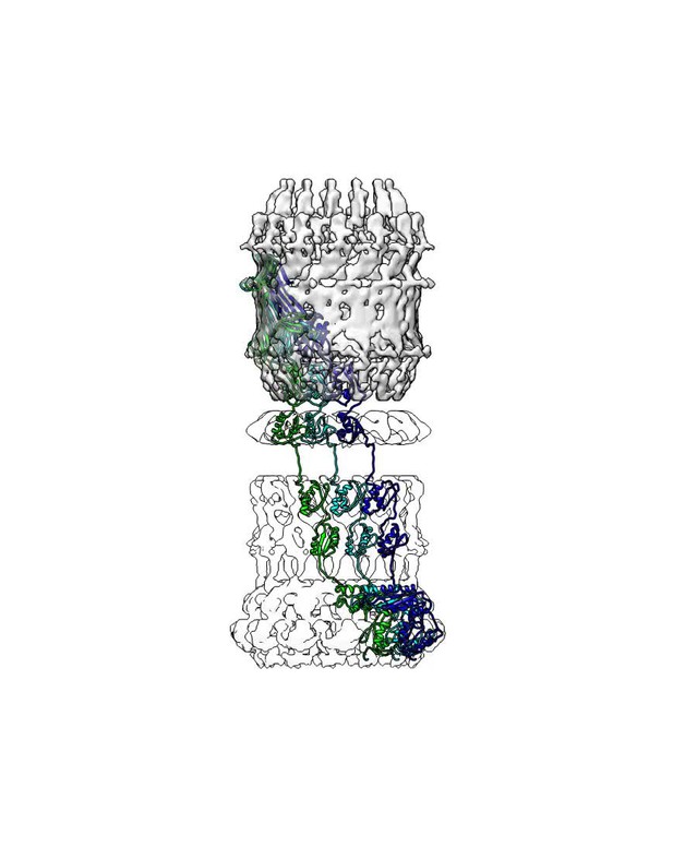 Figures and data in Cryo-EM structure of the bifunctional secretin ...