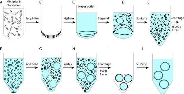 Figures and data in Single-molecule force spectroscopy of protein ...