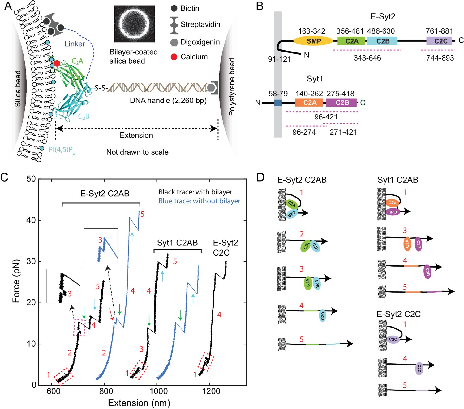 Single Molecule Force Spectroscopy Of Protein Membrane Interactions Elife