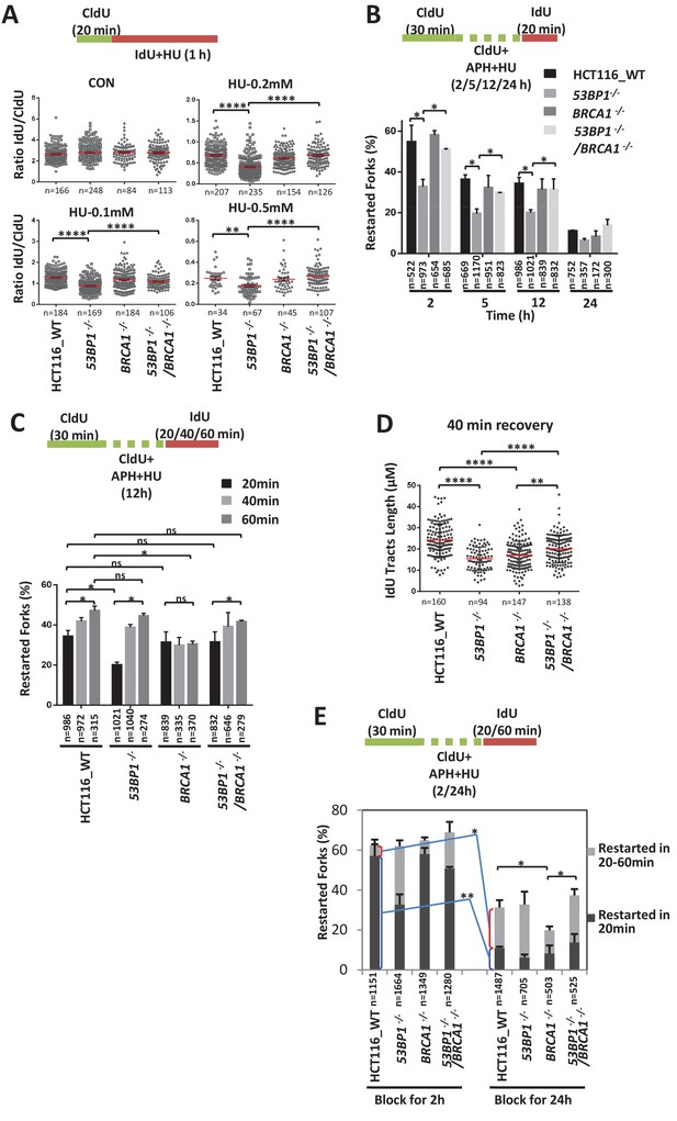 53BP1 And BRCA1 Control Pathway Choice For Stalled Replication Restart ...