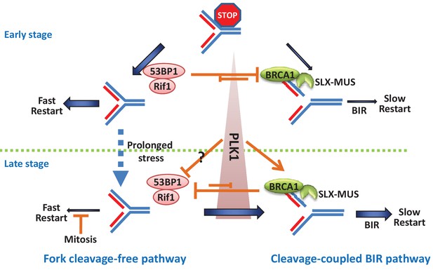 53BP1 And BRCA1 Control Pathway Choice For Stalled Replication Restart ...