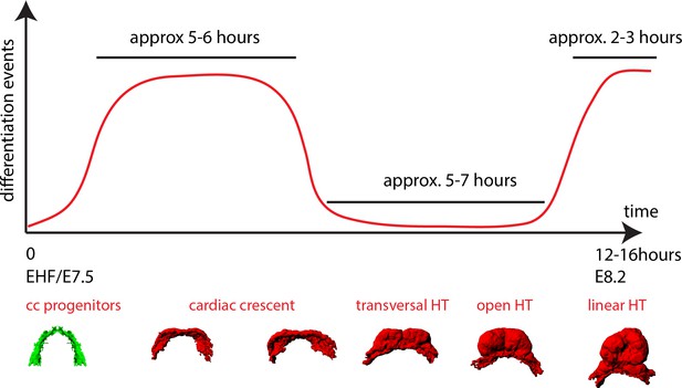 Live imaging of heart tube development in mouse reveals alternating ...