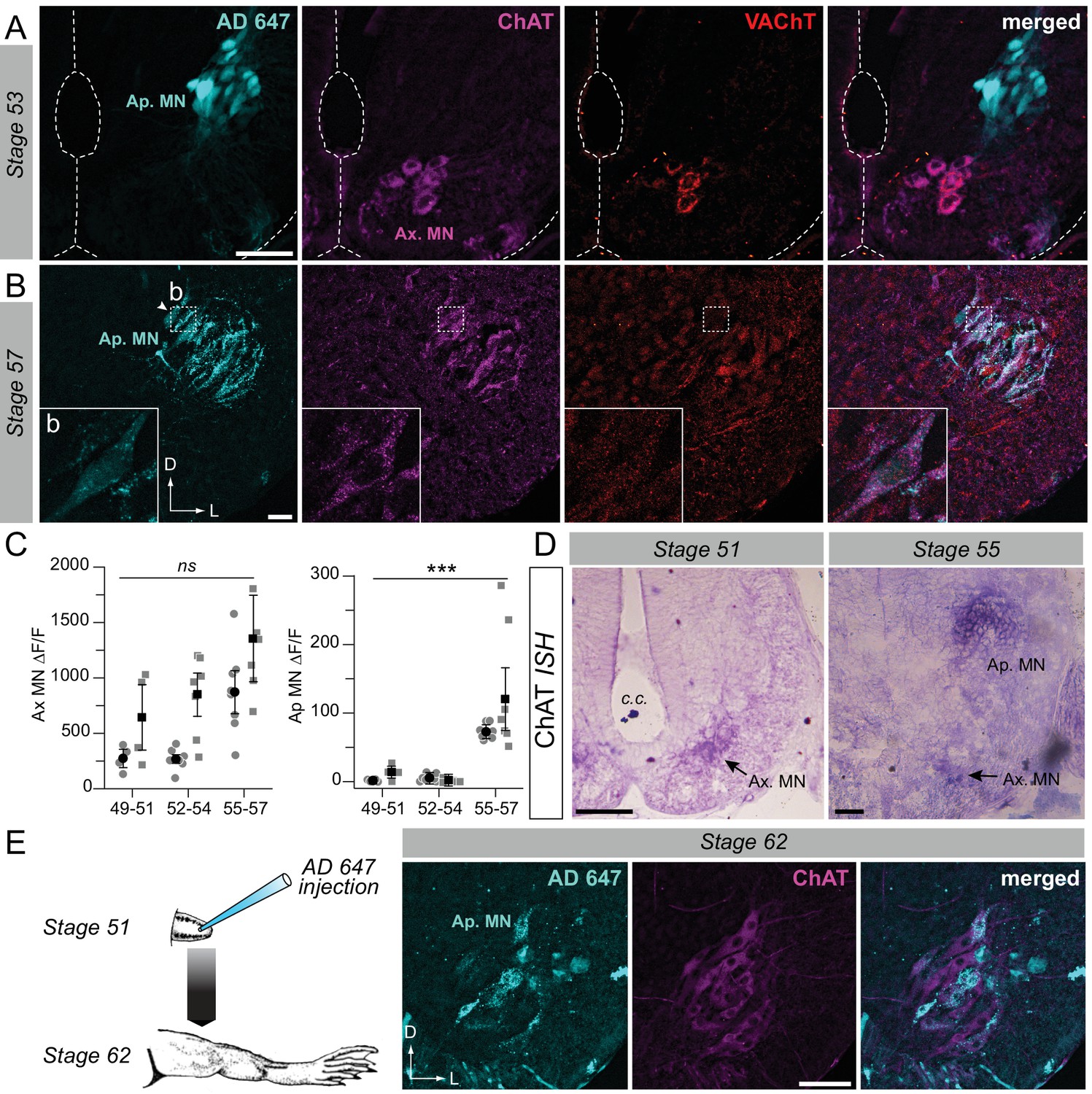 Functional limb muscle innervation prior to cholinergic transmitter ...