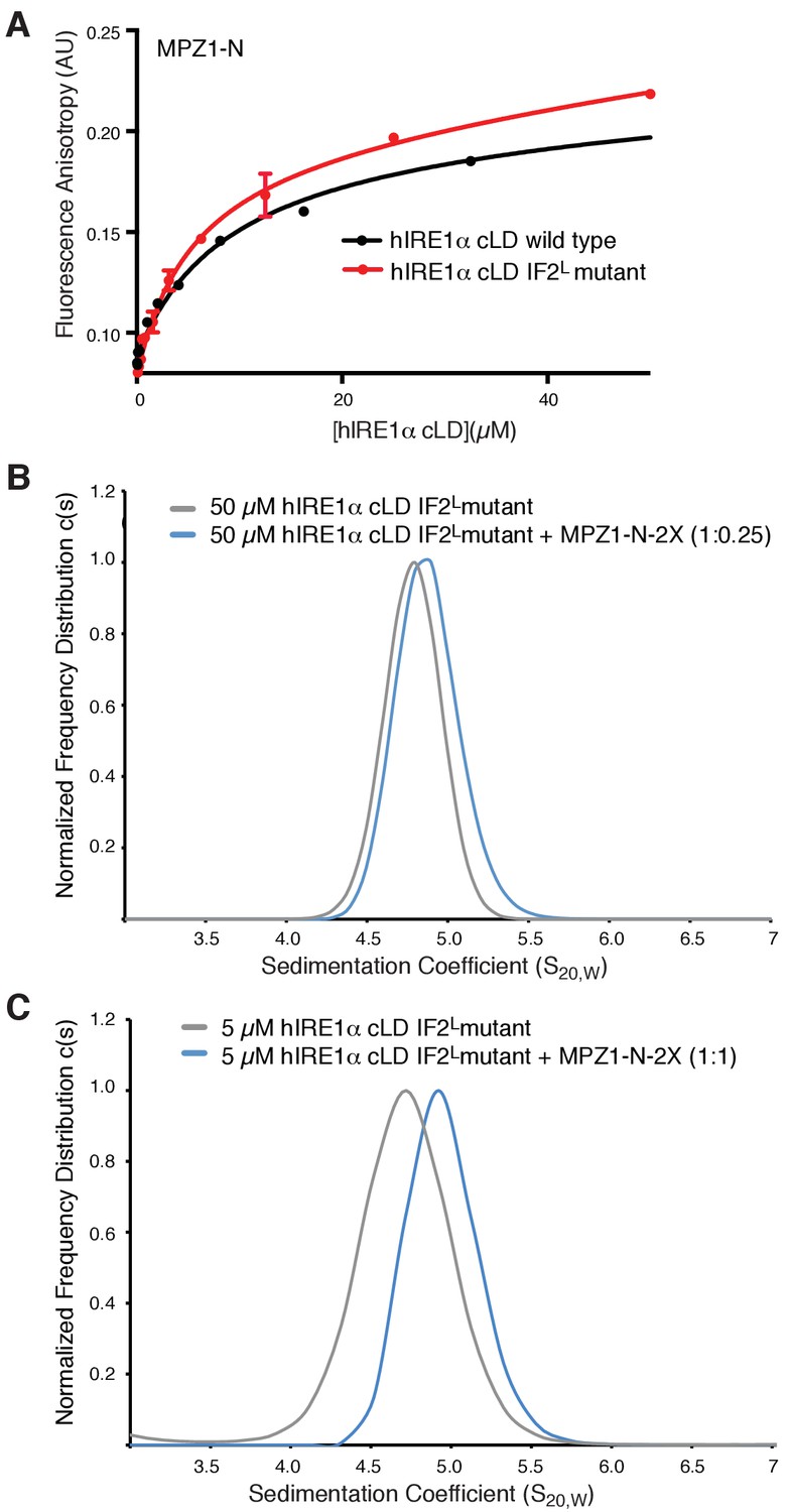 An Unfolded Protein Induced Conformational Switch Activates Mammalian Ire1 Elife