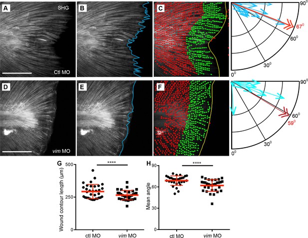 Damage-induced reactive oxygen species regulate vimentin and dynamic ...