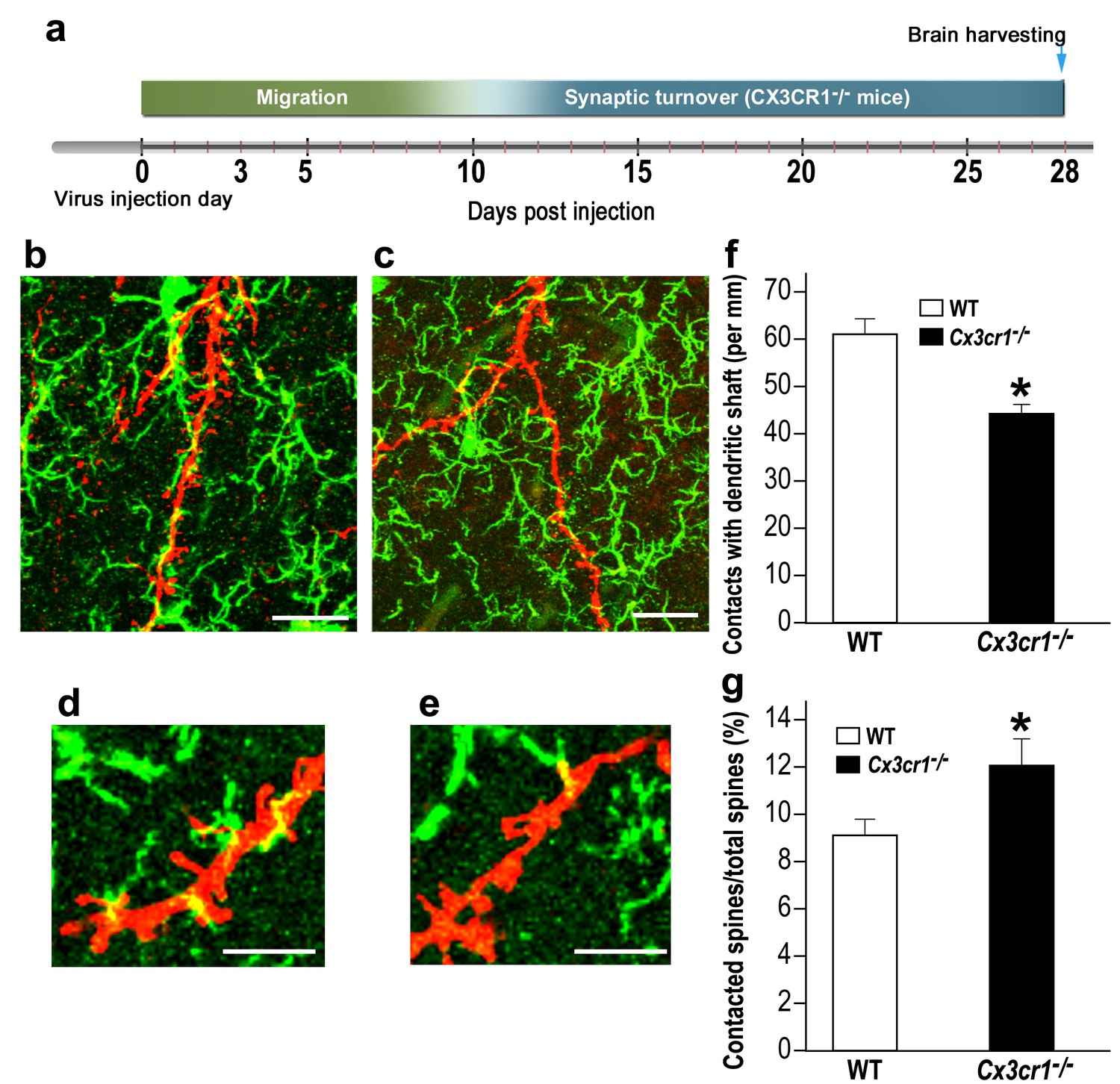 The Role Of Microglia And Their Cx Cr Signaling In Adult Neurogenesis