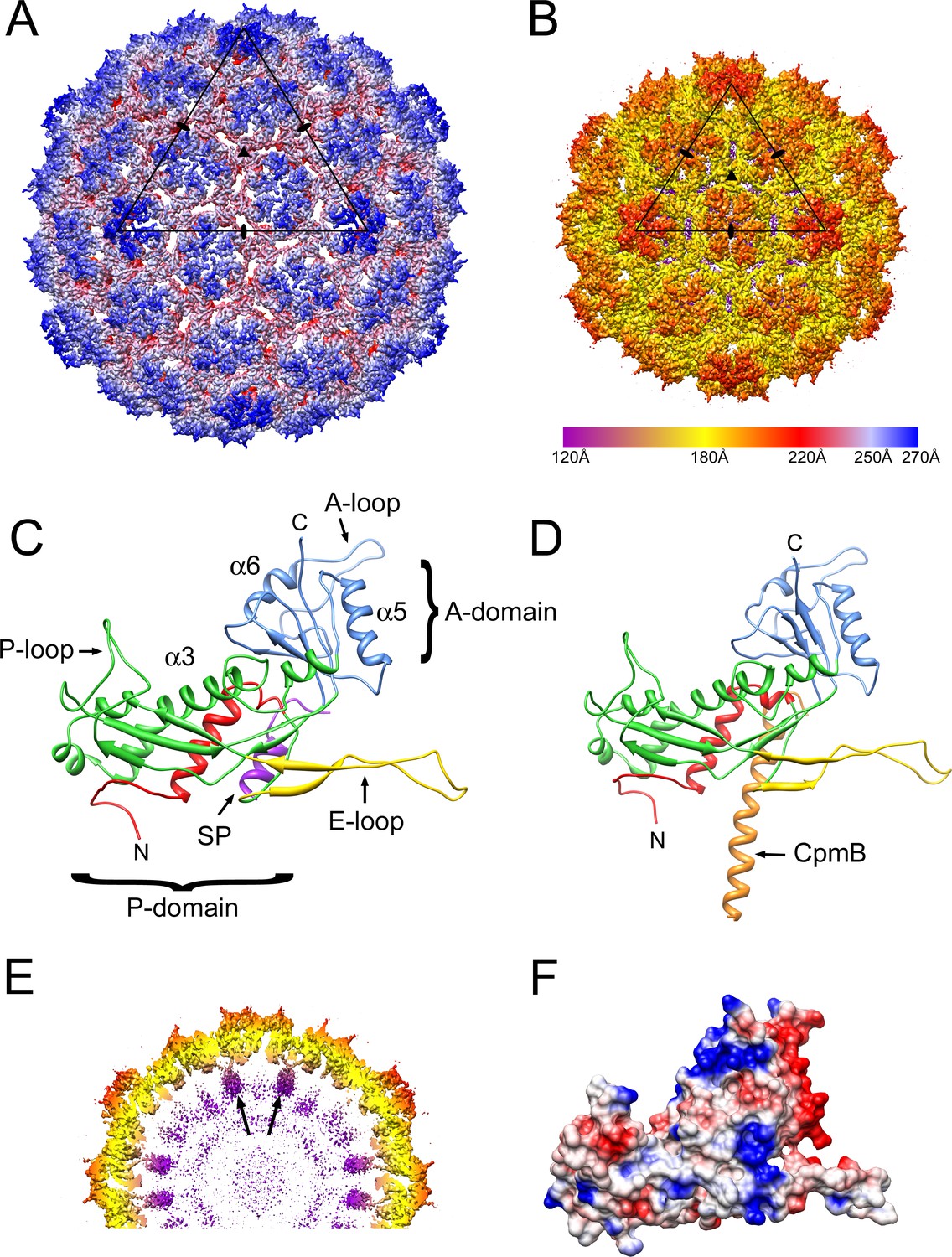 Figures and data in Competing scaffolding proteins determine capsid ...