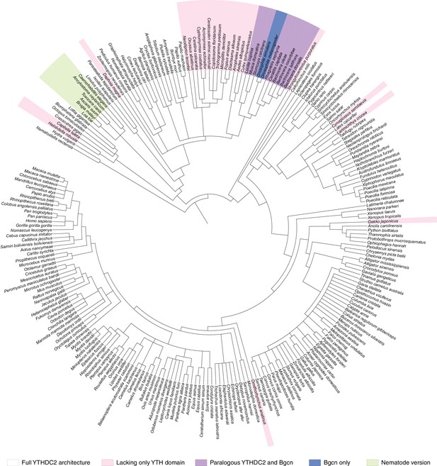 Figures and data in ketu mutant mice uncover an essential meiotic ...