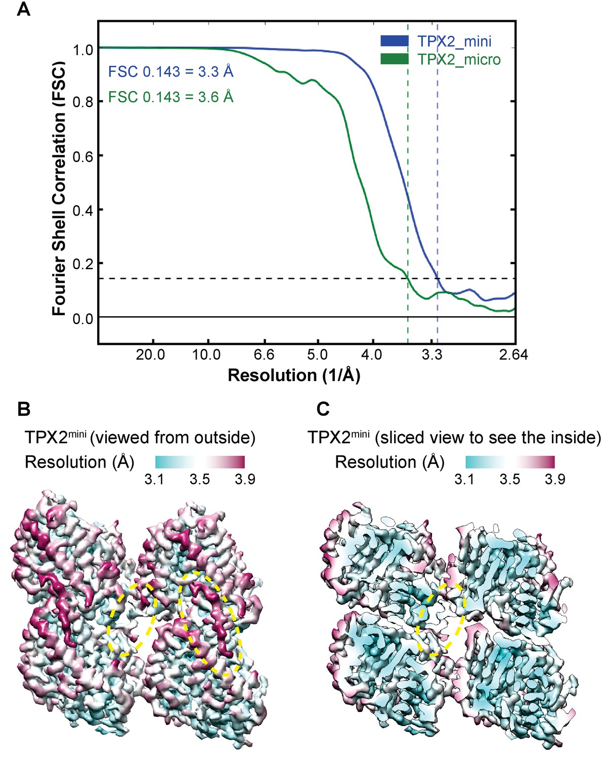 Figures And Data In Structural Insight Into TPX2 Stimulated Microtubule