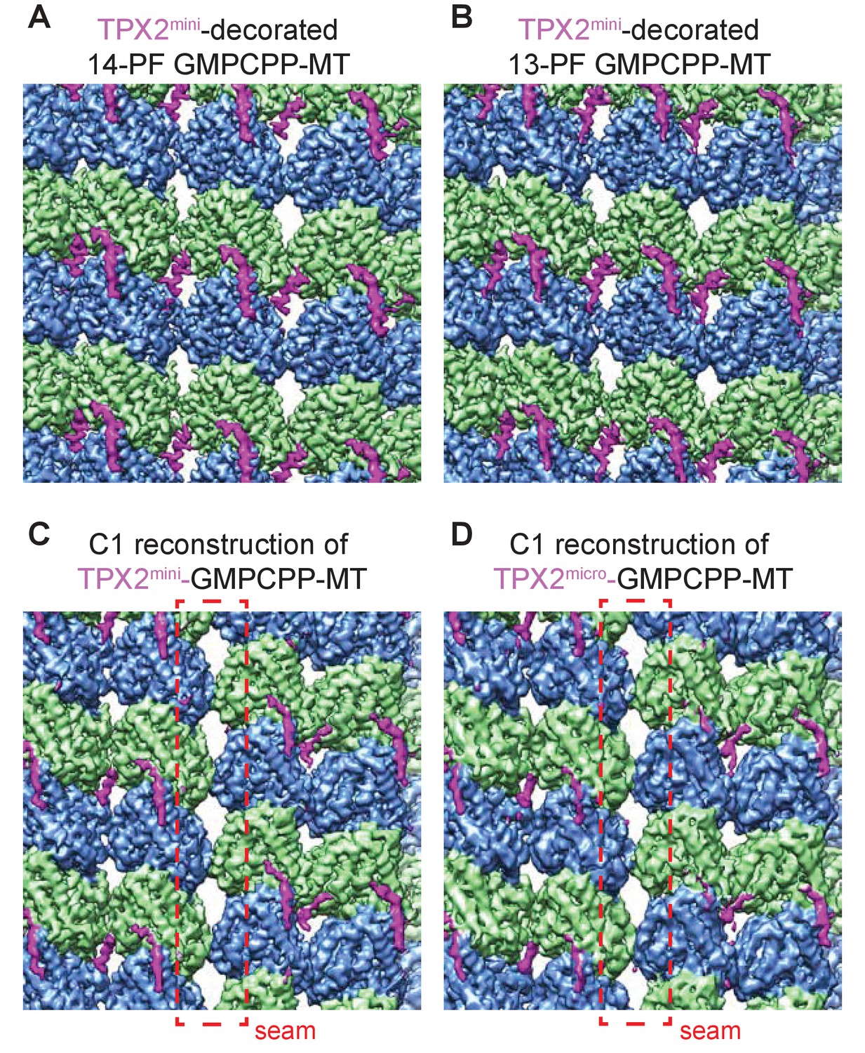 Figures And Data In Structural Insight Into Tpx Stimulated Microtubule